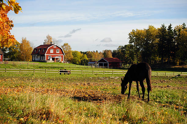 Swedish countryside pasture