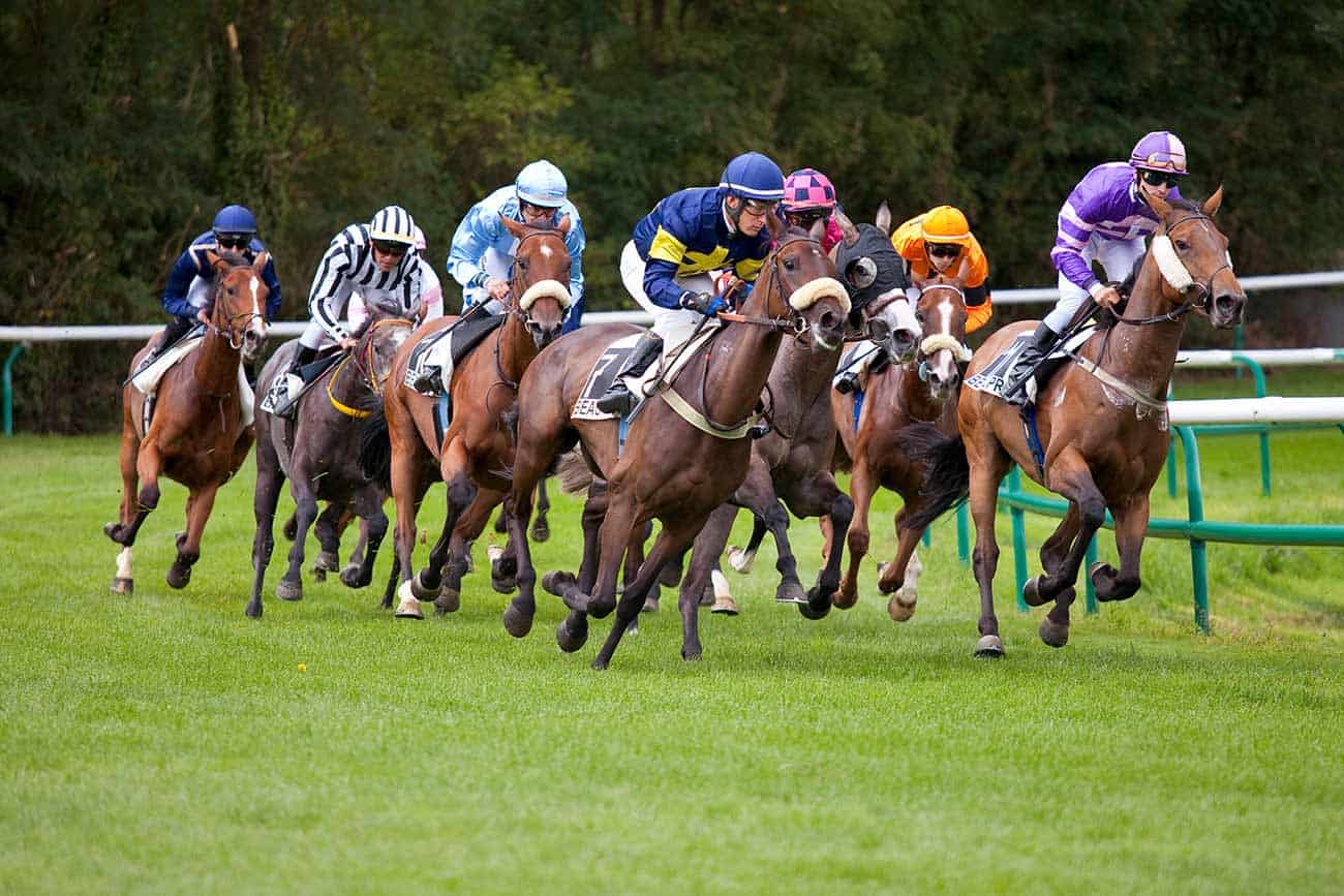 Horses in Swedish countryside