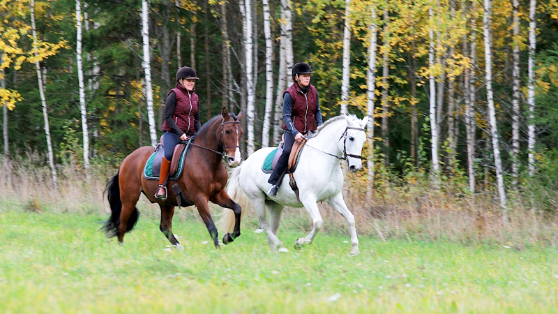 VillMera AB professional team